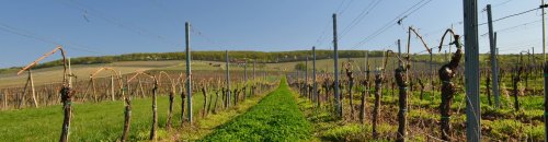 winery header