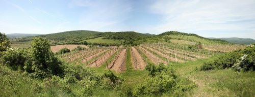 Zoznámte sa s vinárom - Vinárstvo Pavelka