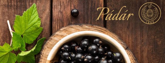 Pádár oživil tradíciu vinárstva v Padarovciach 