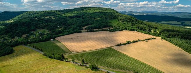 10 najlepších slovenských vín 