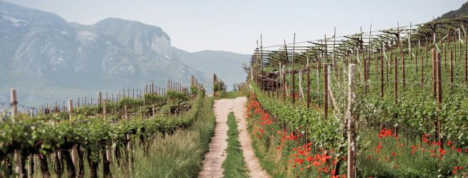 Top vinohradnícke oblasti, ktoré by ste mali v roku 2022 navštíviť