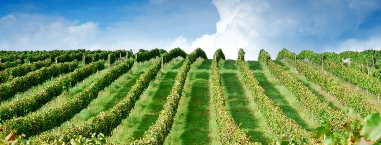 Rozhovor s vinárstvom Chateau Modra