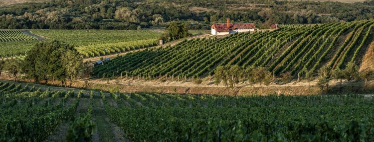 Zaujímavé vína zo Slovenska