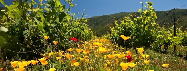 Vegánske vína. Čo to znamená a ktoré vína to sú?