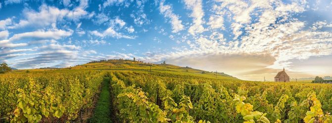 Pinot Noir – odroda vína. Dokonalosť možno naozaj existuje!