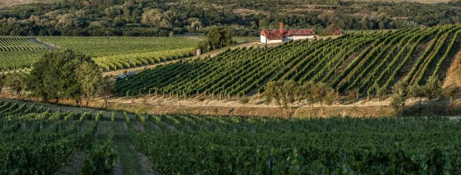 Zaujímavé vína zo Slovenska