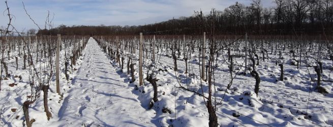 Ľadové vína pre exkluzívny zážitok