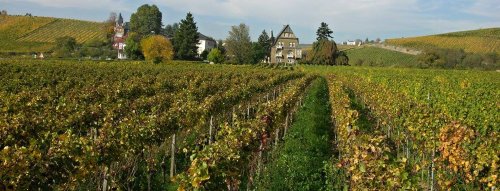 Rheingau a Rieslingy