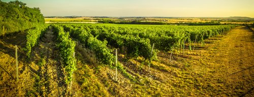 Slovenské vína a vinohradníctvo na Slovensku