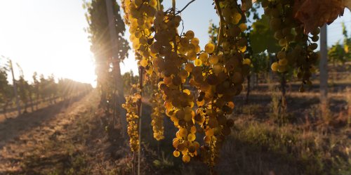 Spoznajte Tokaj a tokajské víno