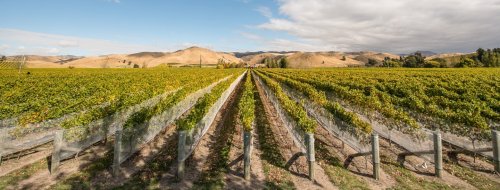 Sauvignon Blanc - kráľ vín Nového Zélandu