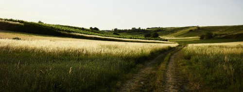 BIO vína - príroda vo fľaši