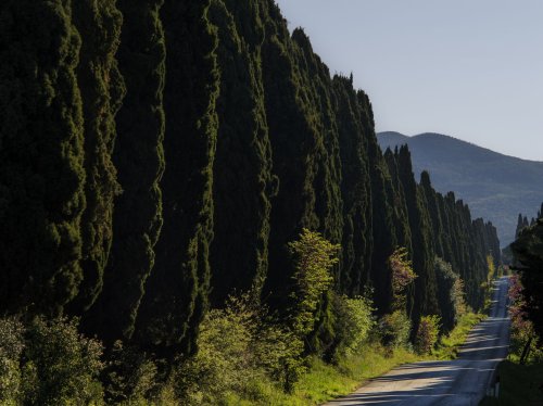 Tenuta San Guido