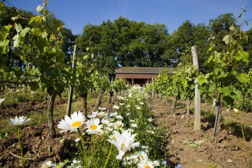 Domaine Langlois-Chateau