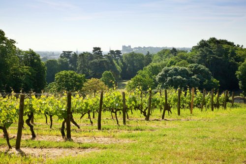 Domaine Langlois-Chateau