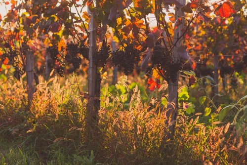 Winery header