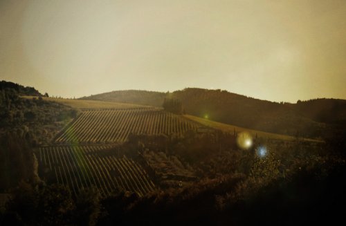 Winery header