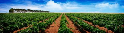 Bodegas Ayuso